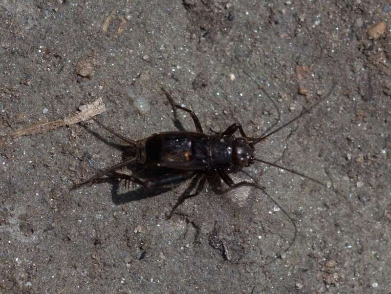 Image of winged bush crickets