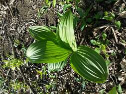 Image of black false hellebore