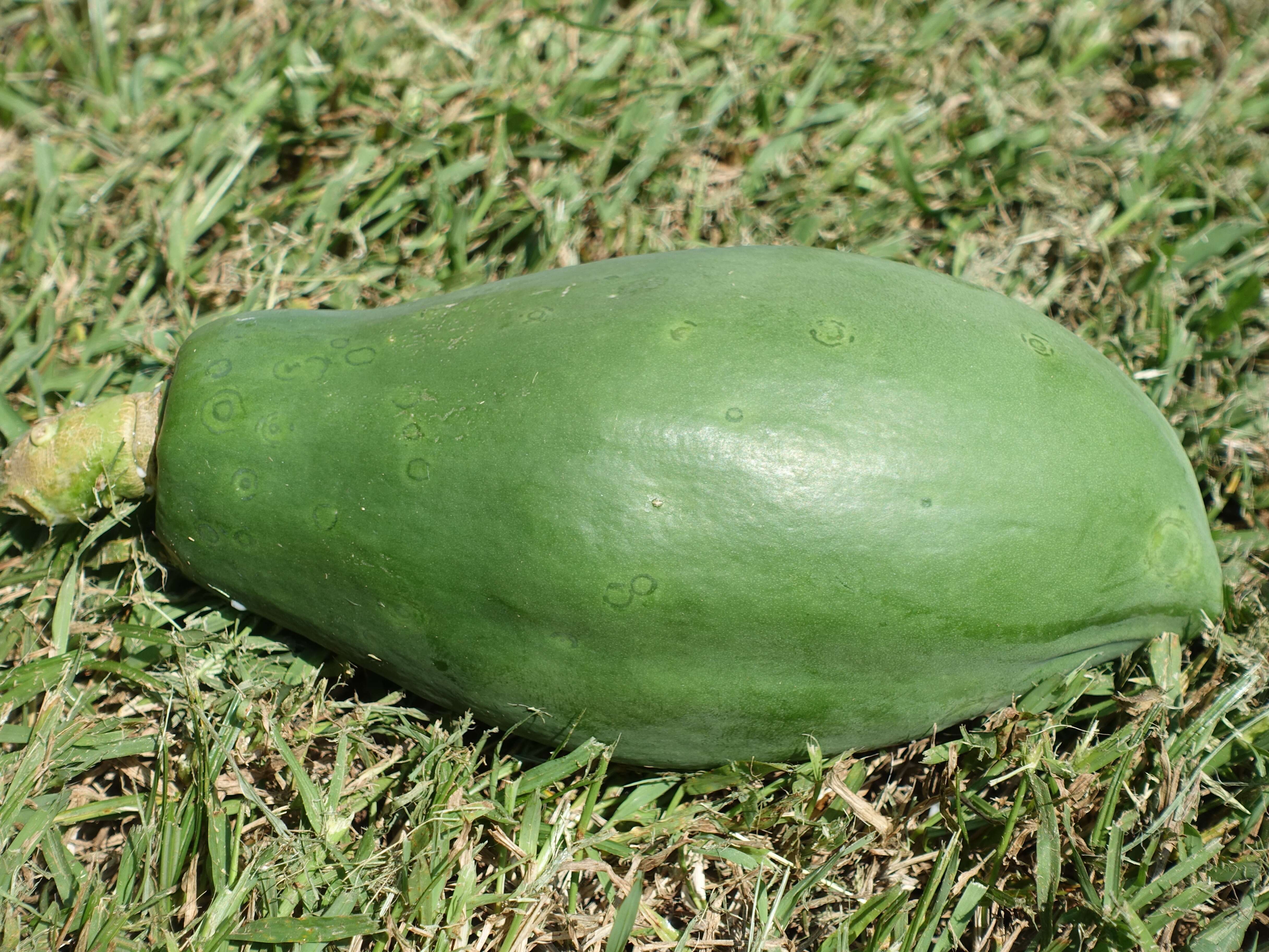 Image of Papaya ringspot virus