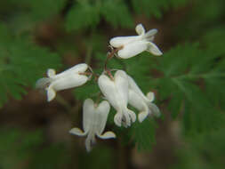 Image of squirrel corn