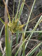 Image of Alabama swamp flatsedge