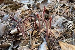 Image of Spring coralroot