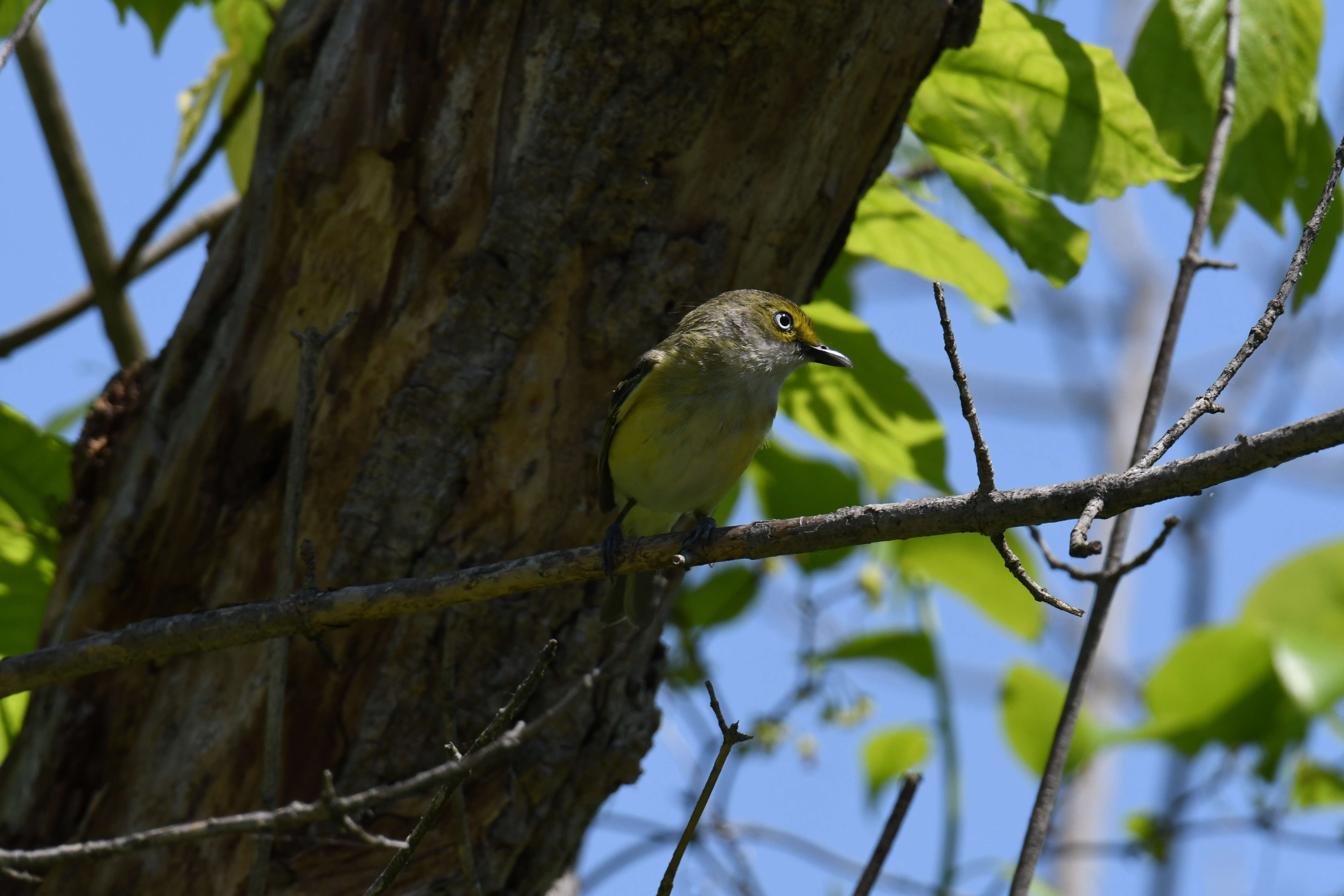 Слика од Vireo griseus (Boddaert 1783)