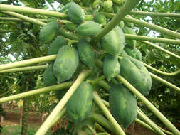 Image of Papaya ringspot virus