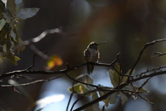 Image of Broad-tailed Hummingbird