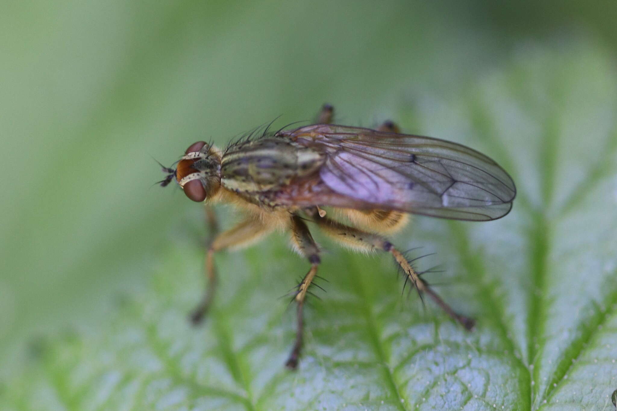 Image of Scathophaga stercoraria (Linnaeus 1758)