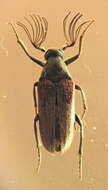 Image of Ptilophorus wrightii (Le Conte 1868)