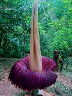 Amorphophallus titanum (Becc.) Becc. resmi