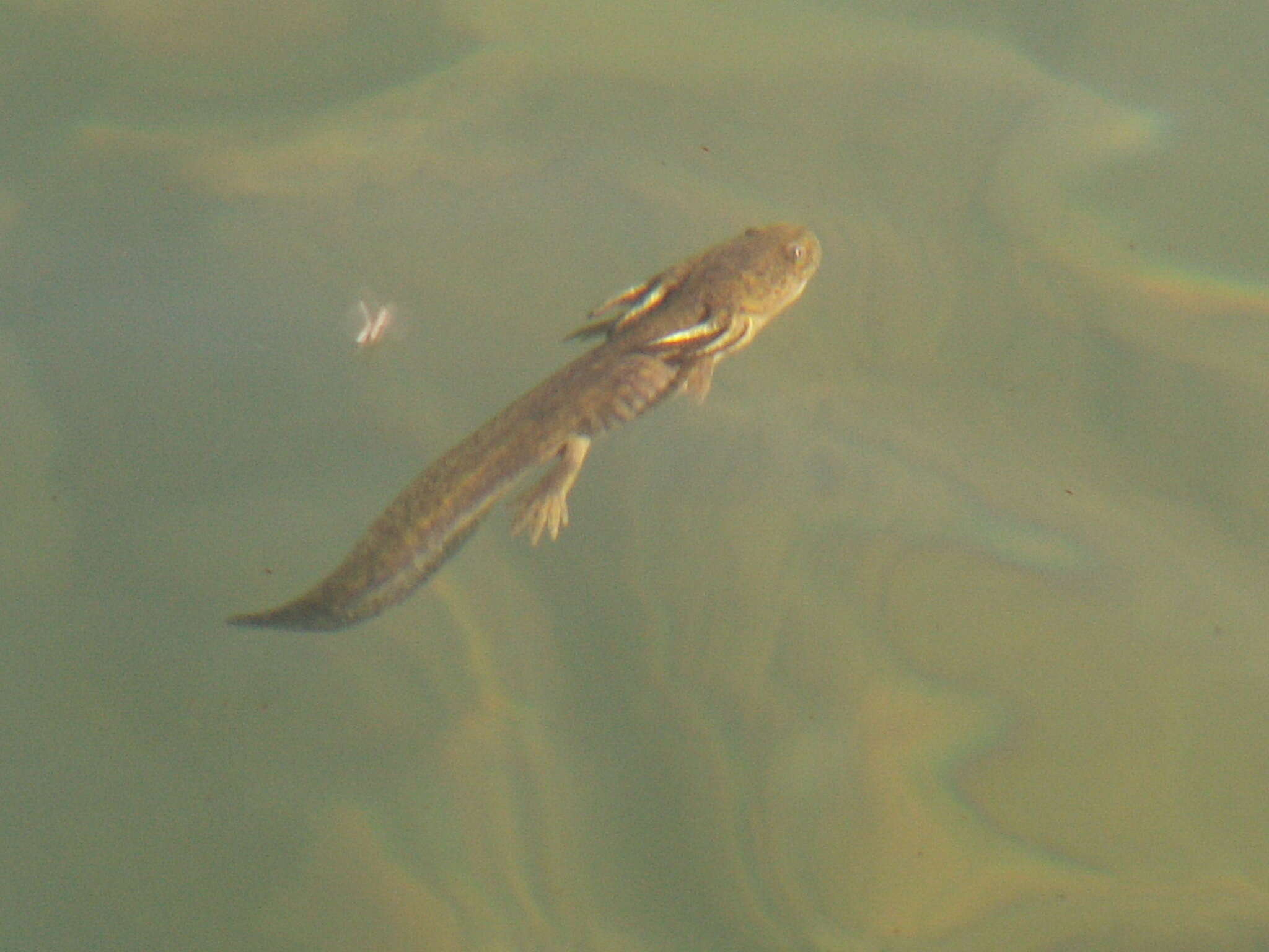 Image of Barred Tiger Salamander