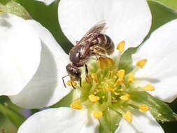 Image of Halictus confusus Smith 1853