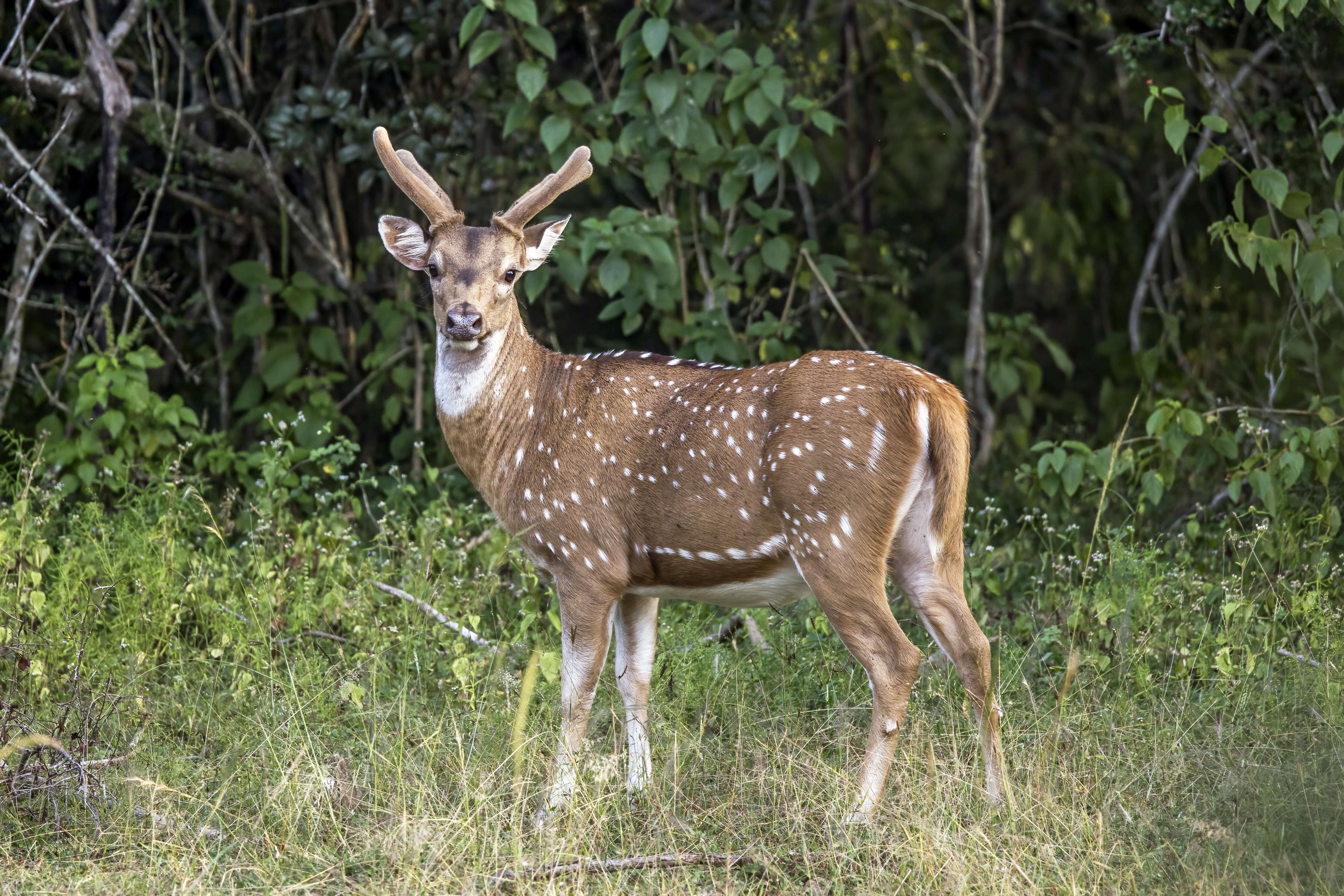 Слика од Axis axis ceylonensis