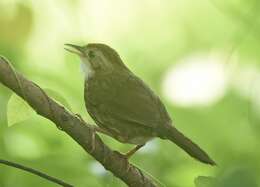 Image of Puff-throated Babbler