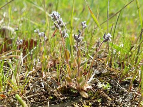 Image of strict forget-me-not