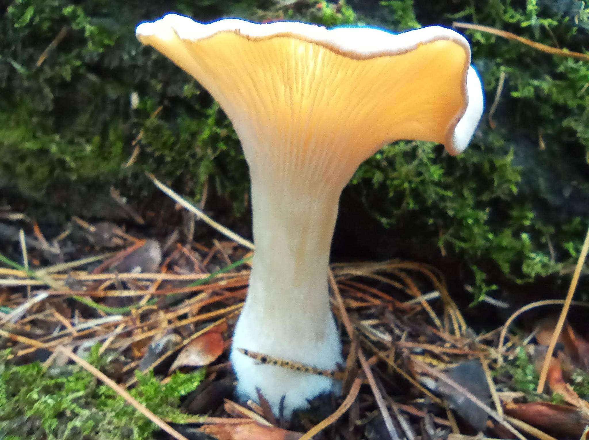 Image of funnel clitocybe