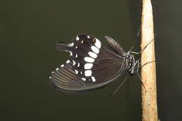 Image of Common mormon