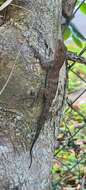 Image of Puerto Rican Crested Anole