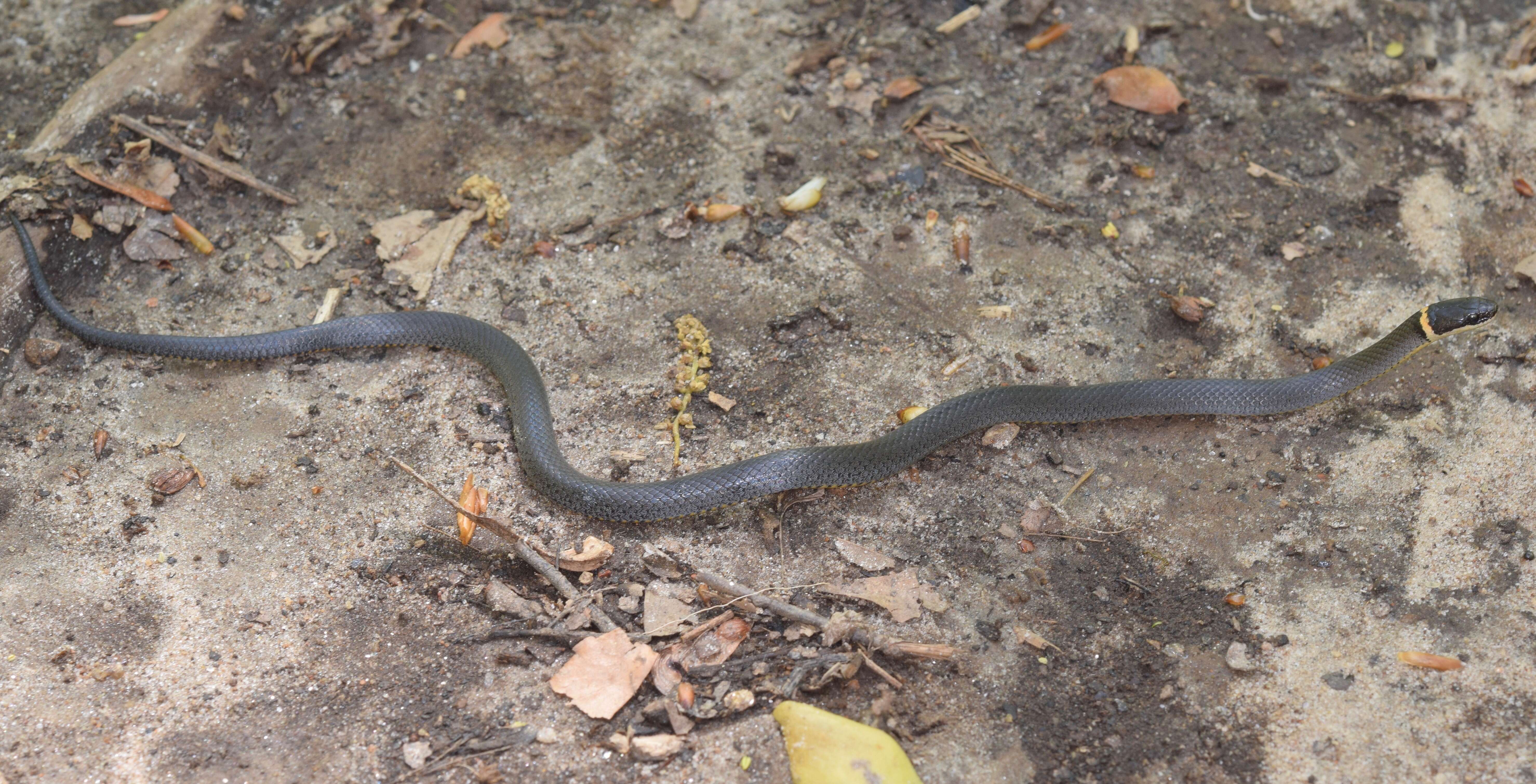 Image of Ring-necked Snake