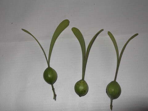 Image of Gyrocarpus