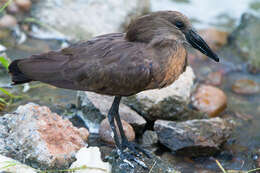 Image of hamerkop