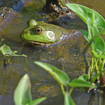 Image of American Bullfrog