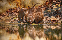 Imagem de Macaca leonina (Blyth 1863)