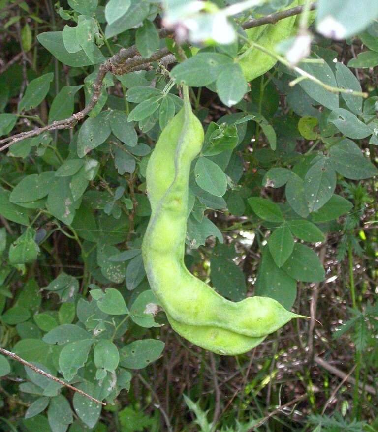 Image of Anagyris foetida L.