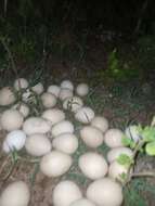 Image of guineafowls