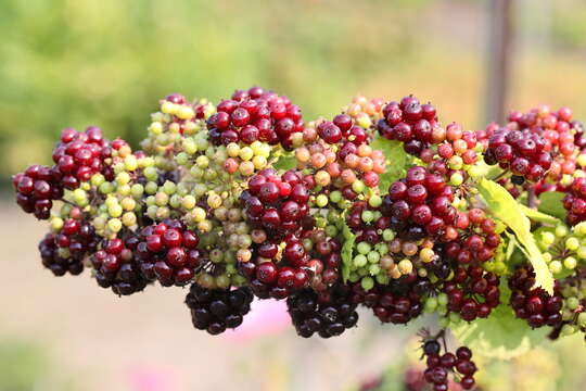 Image of American spikenard