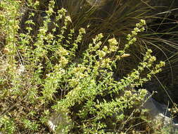 Image of origanum