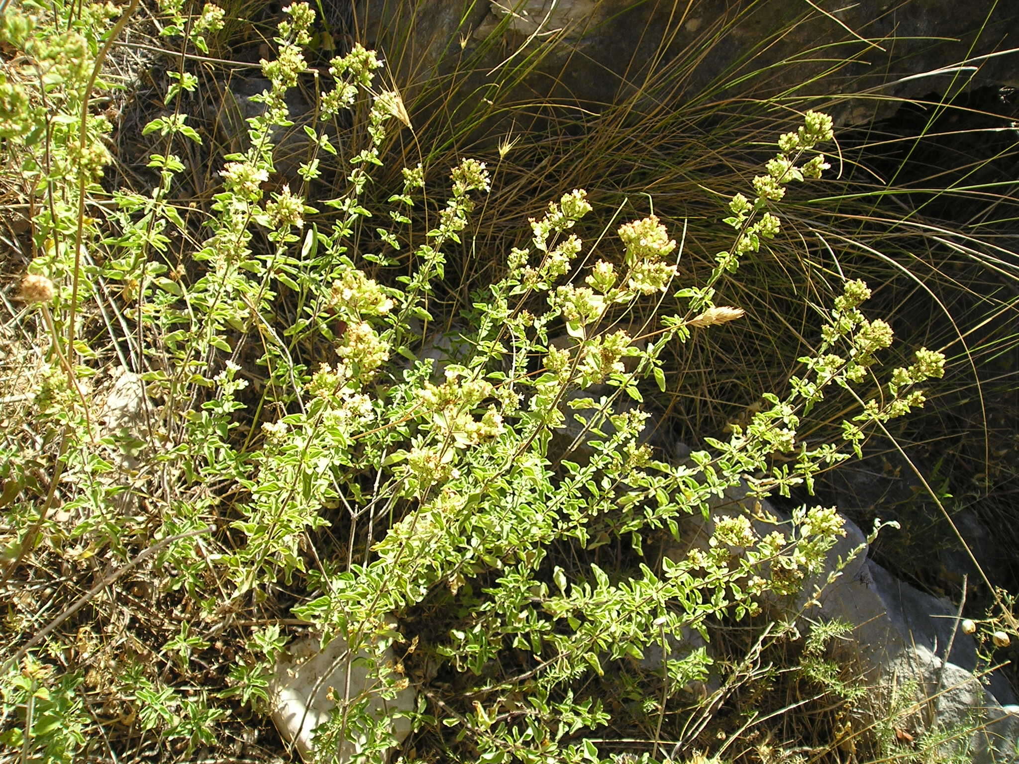 Image of origanum