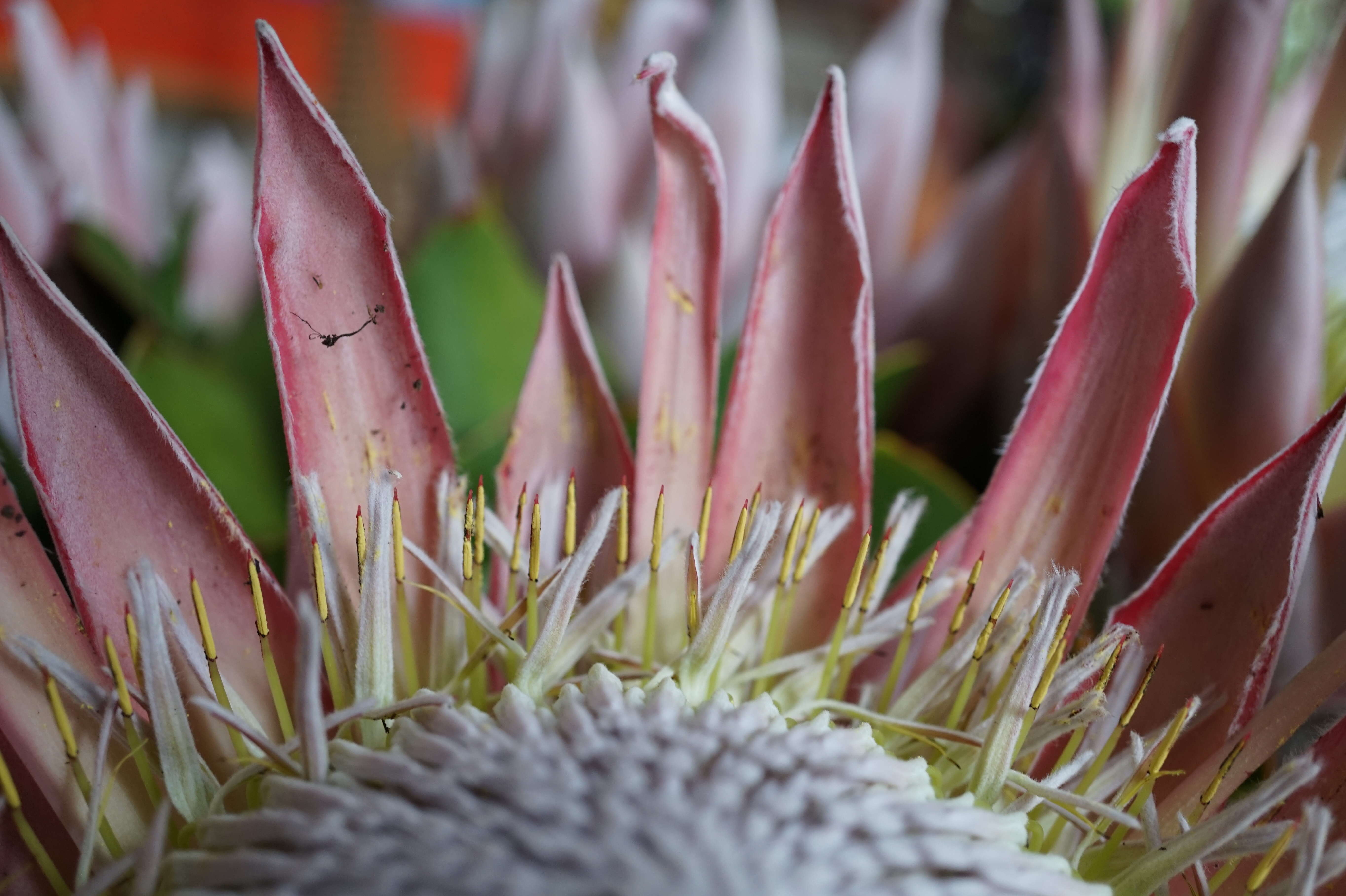 Imagem de Protea cynaroides (L.) L.