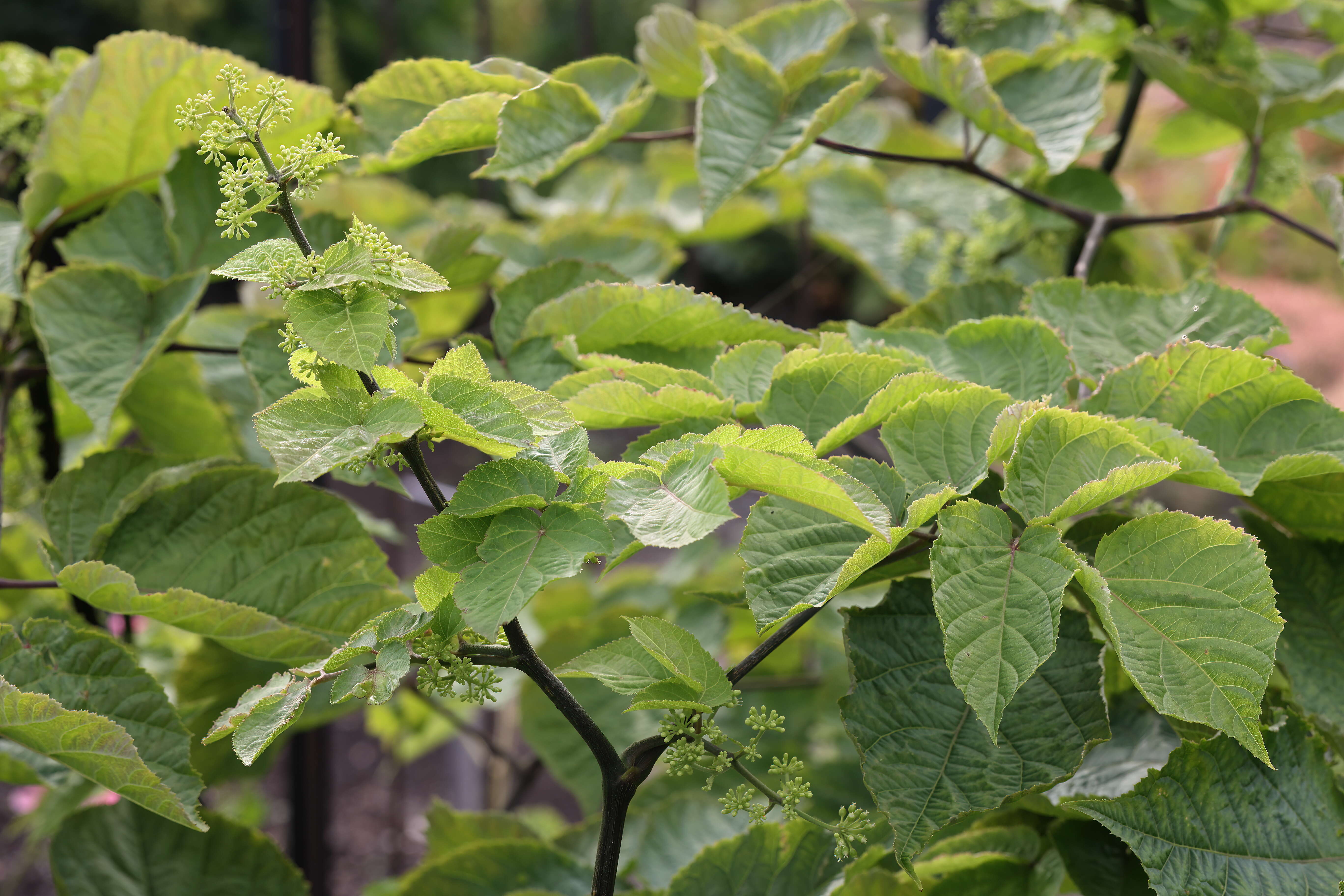 Image of American spikenard