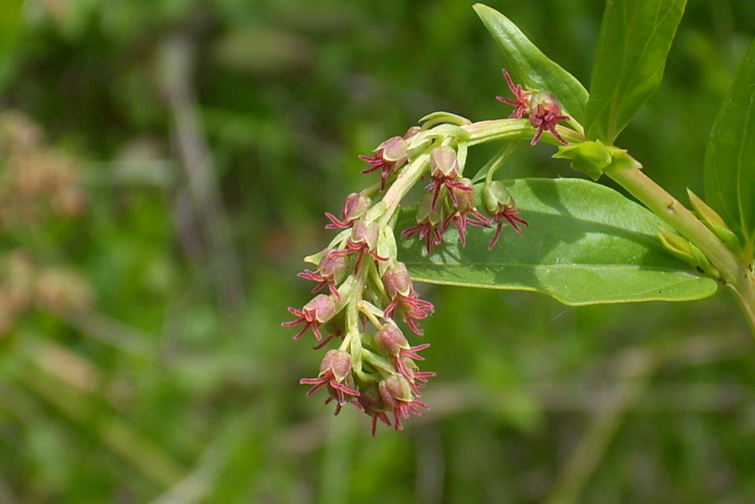 Image of Coriaria myrtifolia L.