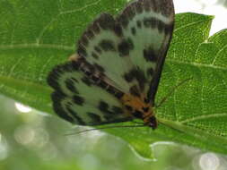 Image of Anania hortulata