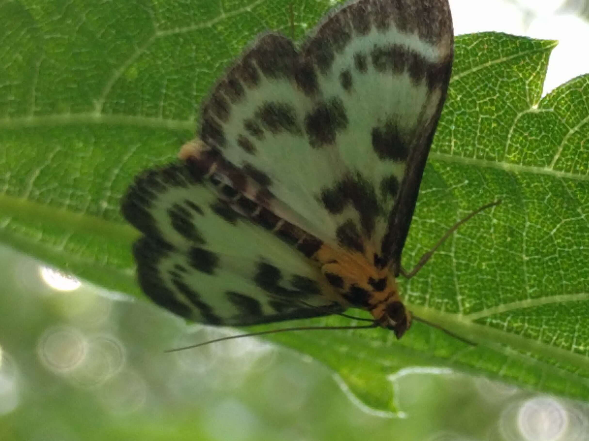 Image of Anania hortulata