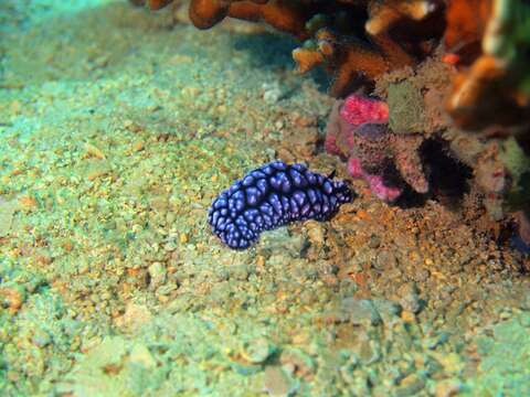 Image of Phyllidiopsis fissurata Brunckhorst 1993