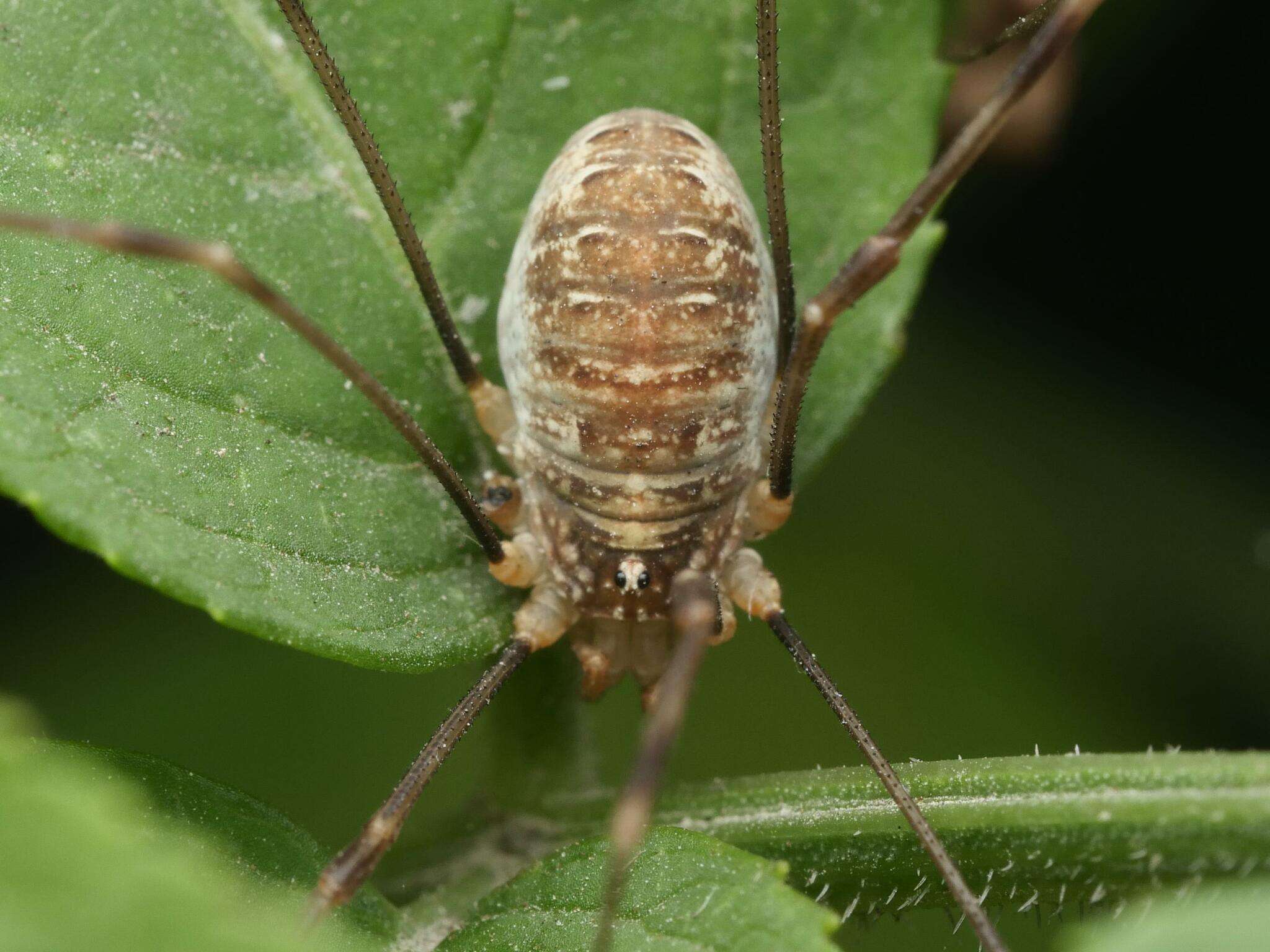 Image of Opilio canestrinii