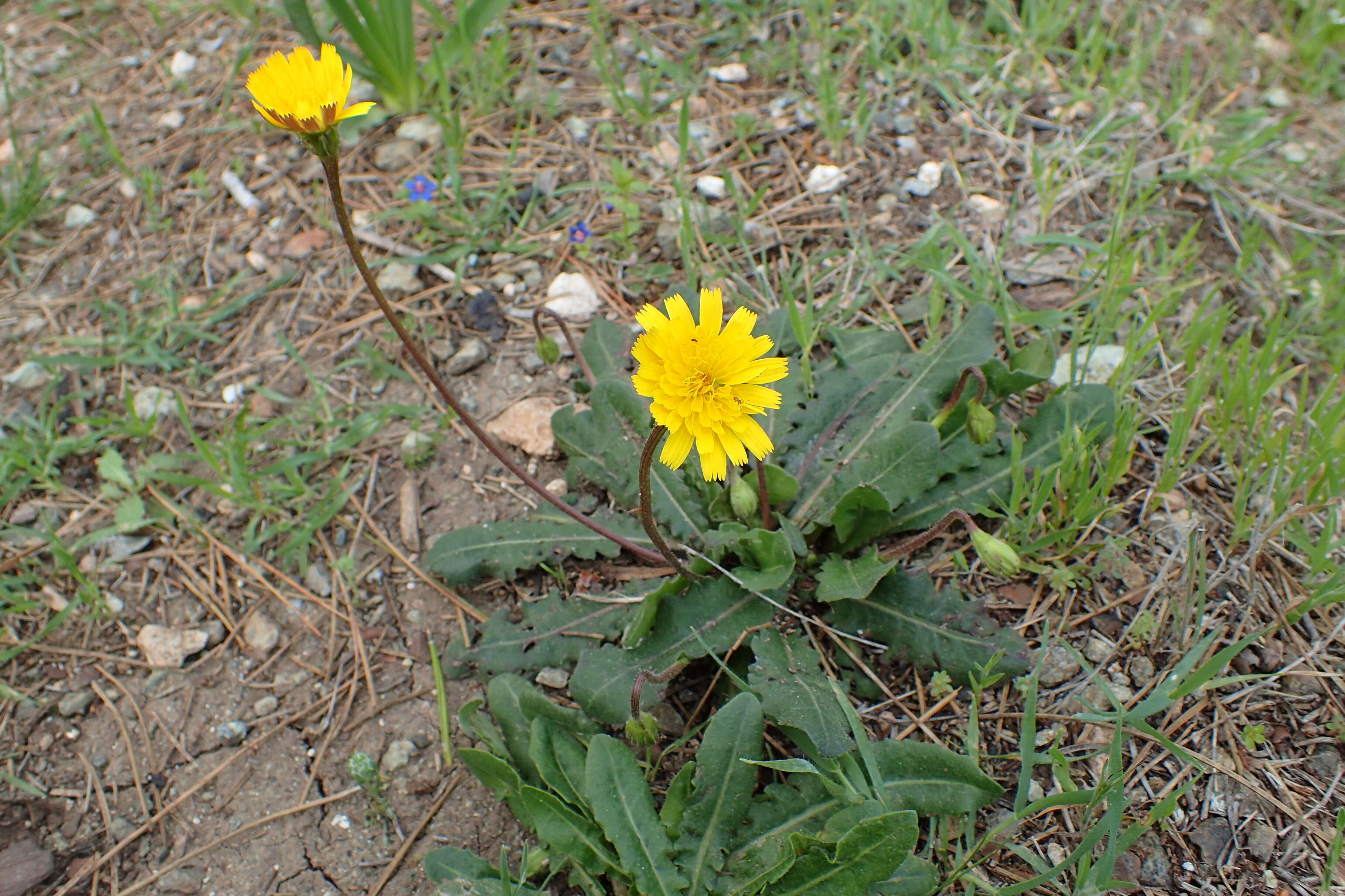 Image of Leontodon tuberosus L.