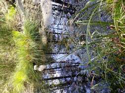 Image of common cottongrass