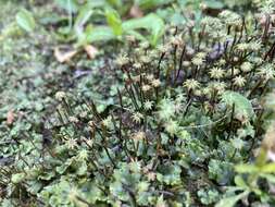 Image of common liverwort