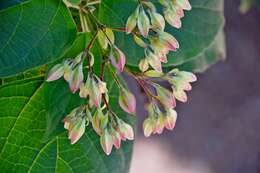 Imagem de Clerodendrum trichotomum Thunb.