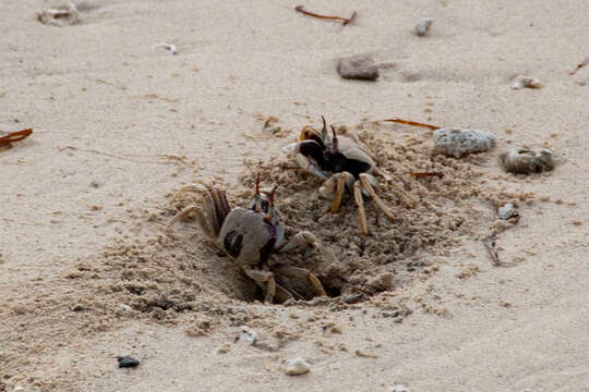 Image of Horned Ghost Crab