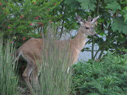 Image of Columbian black-tailed deer