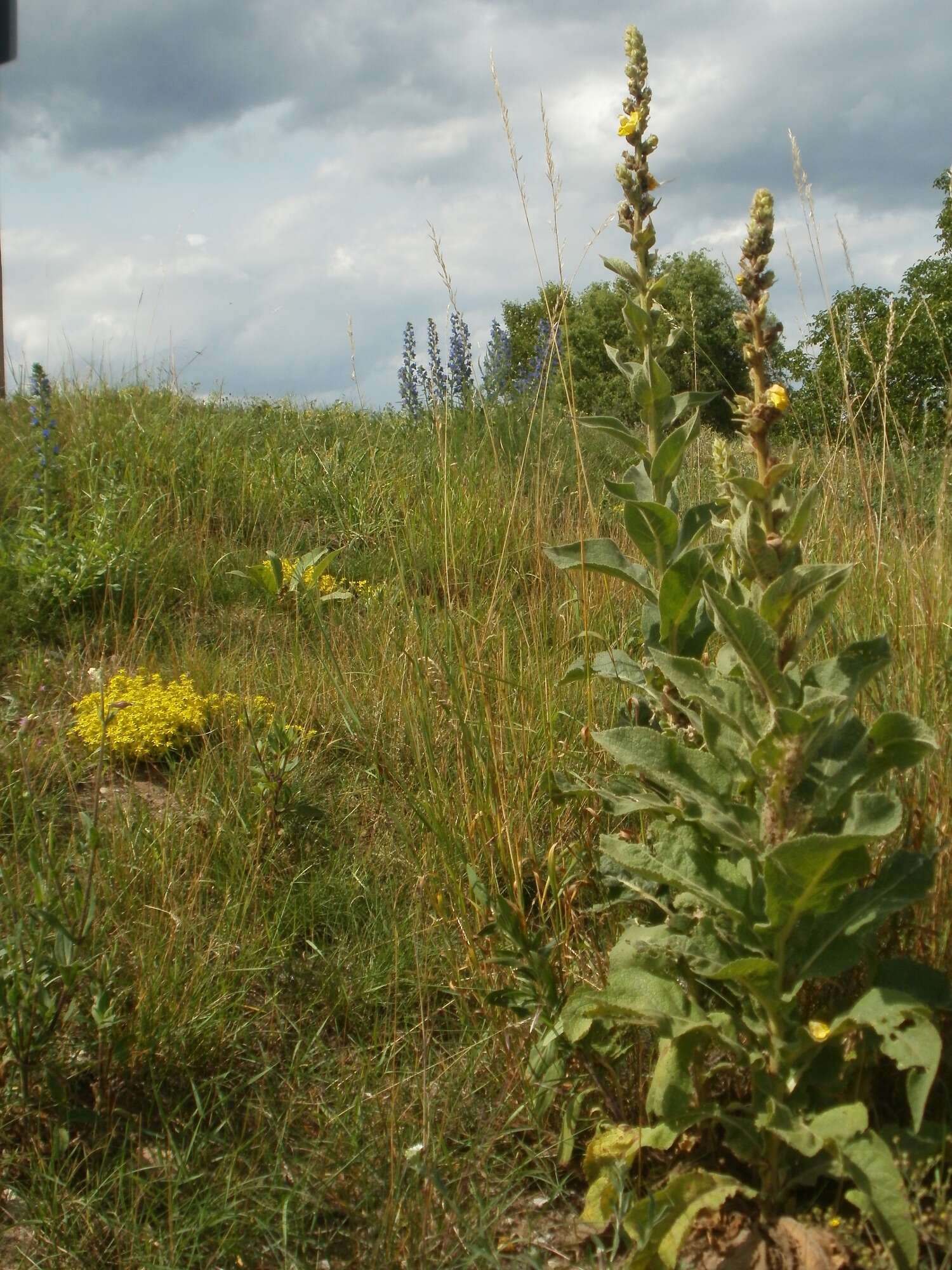 Image of Great Mullein