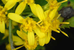 Image of Broad-leaved goldenrod