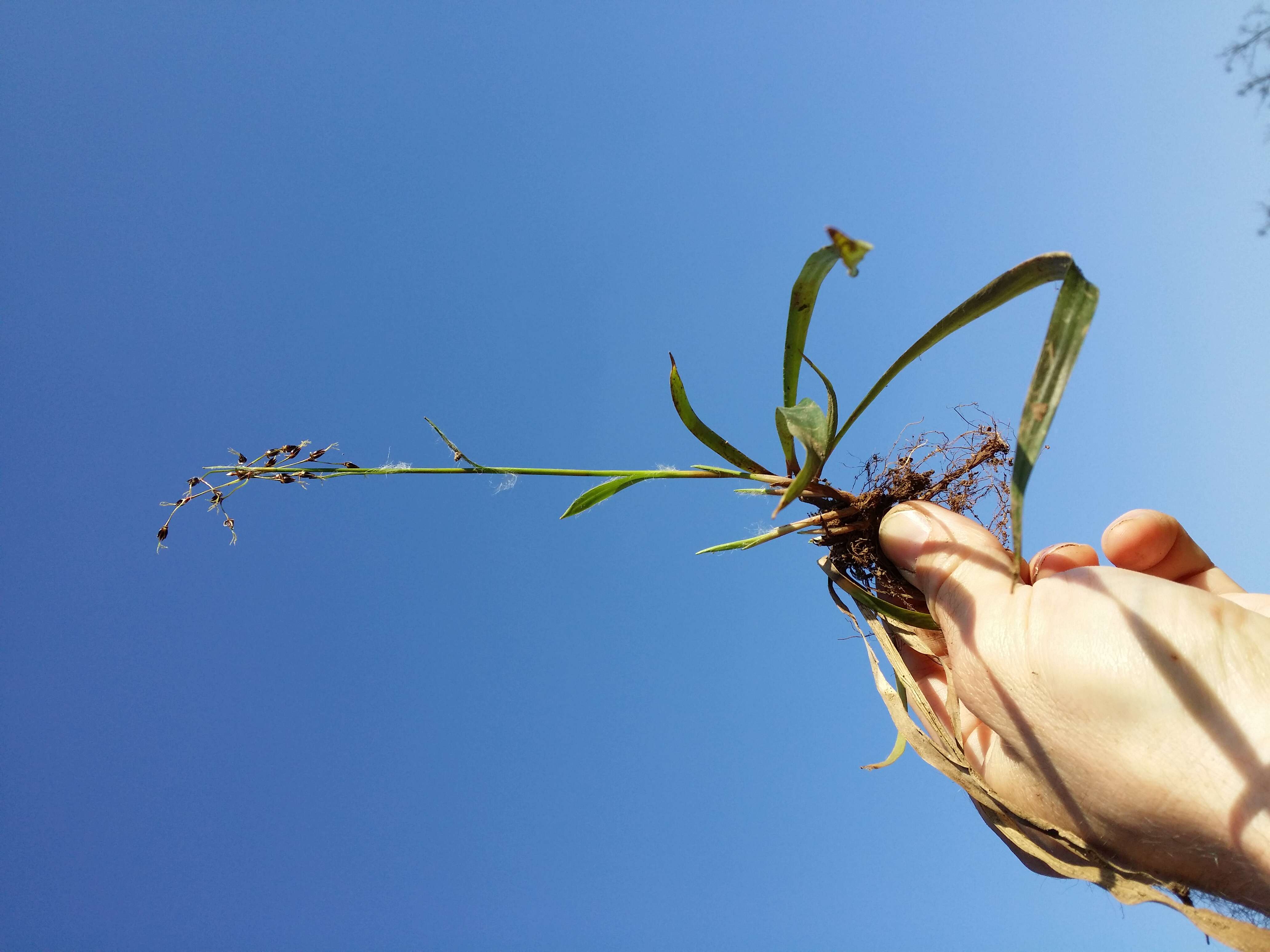 Imagem de Luzula pilosa (L.) Willd.