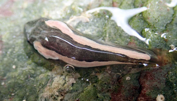 Image of New Zealand lumpfish