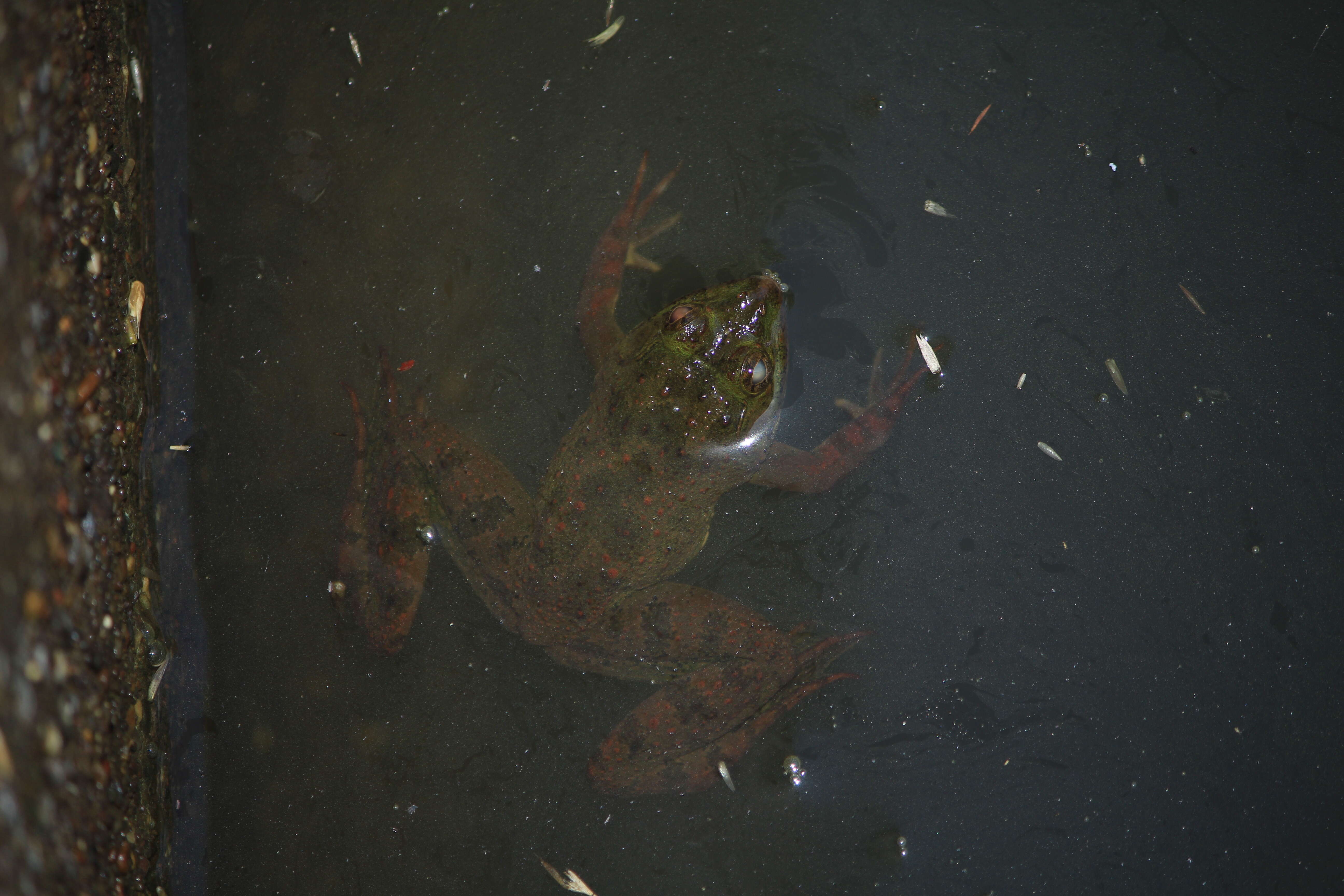 Image of Indian Skipper Frog