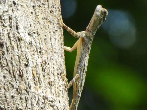 صورة Draco taeniopterus Günther 1861