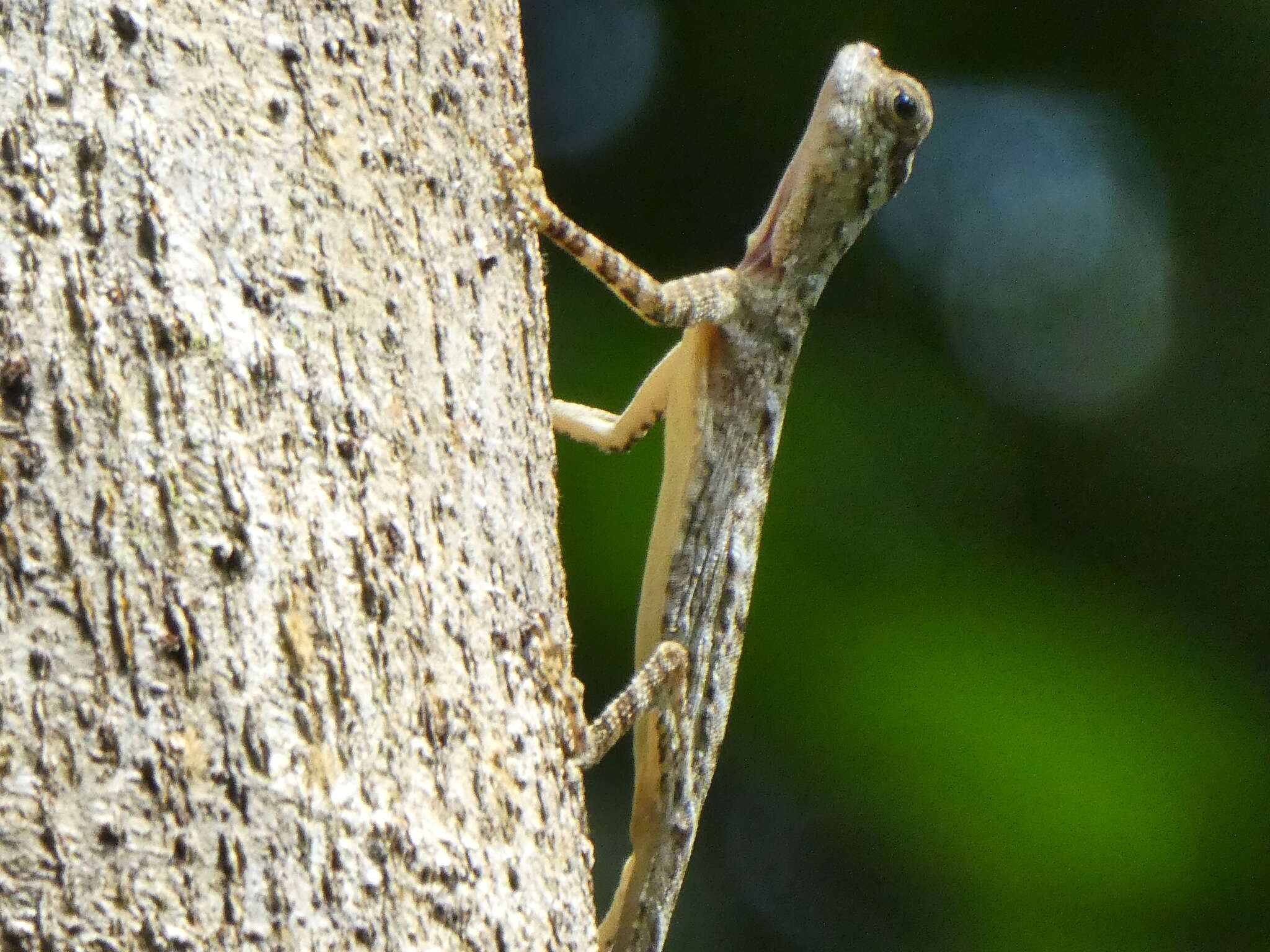 Sivun Draco taeniopterus Günther 1861 kuva